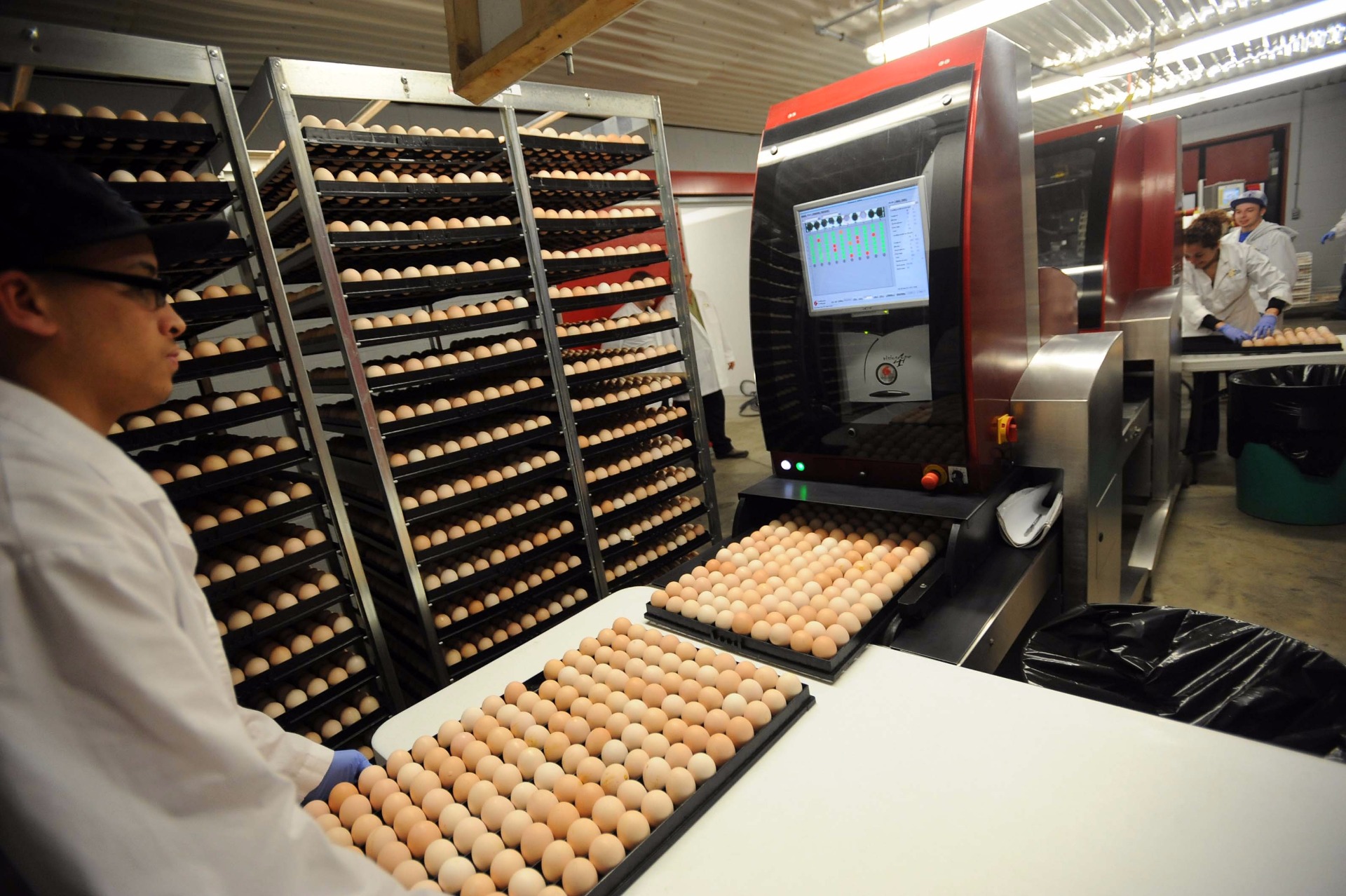Eggs are scanned with light pulses to determine fertility. Infertile eggs are rejected, fertile eggs are injected with a vaccination by making a small injection at the top of the egg.