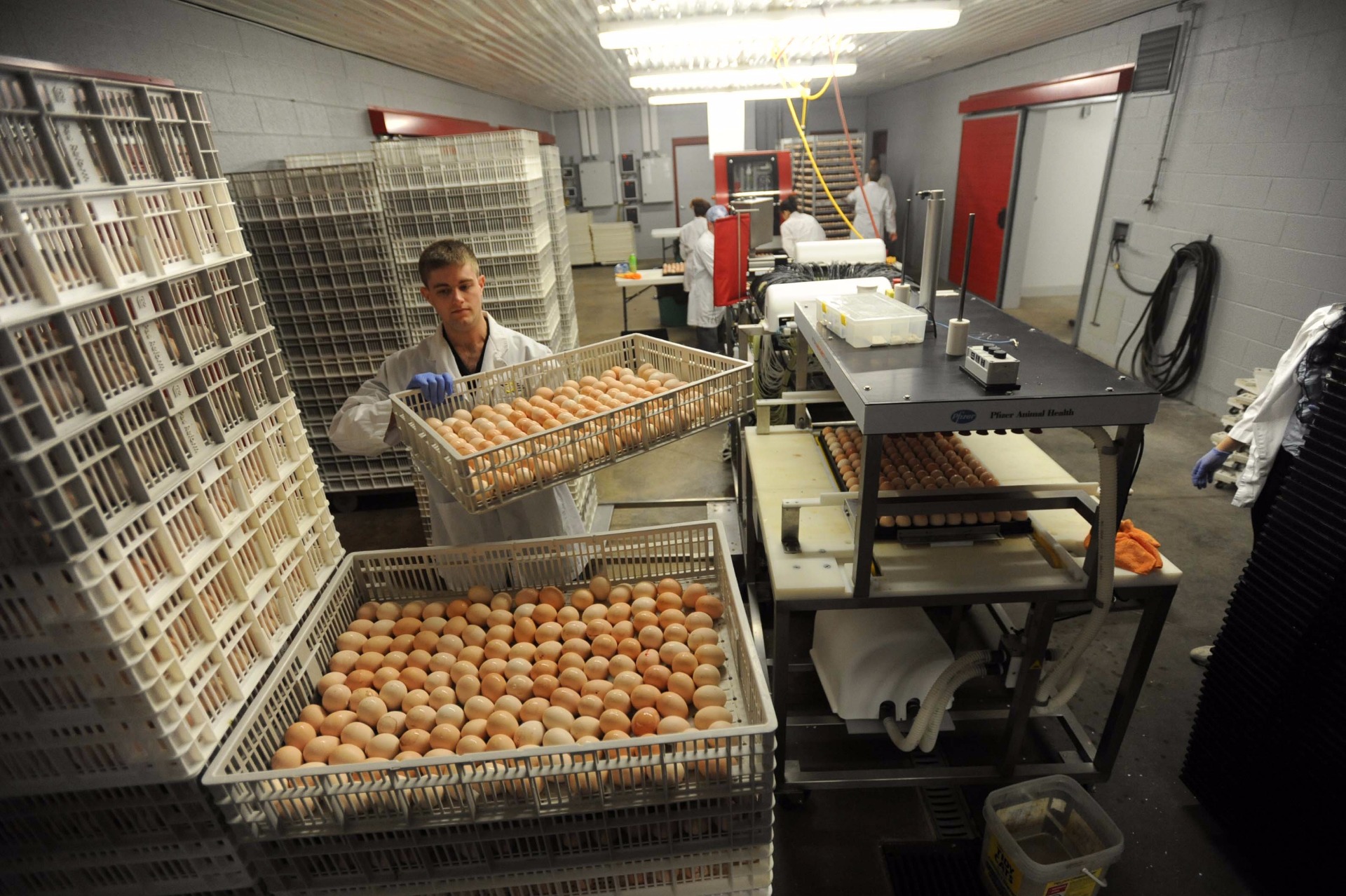 Chicks are loaded into crates by the hundreds, then shipped to their destinations