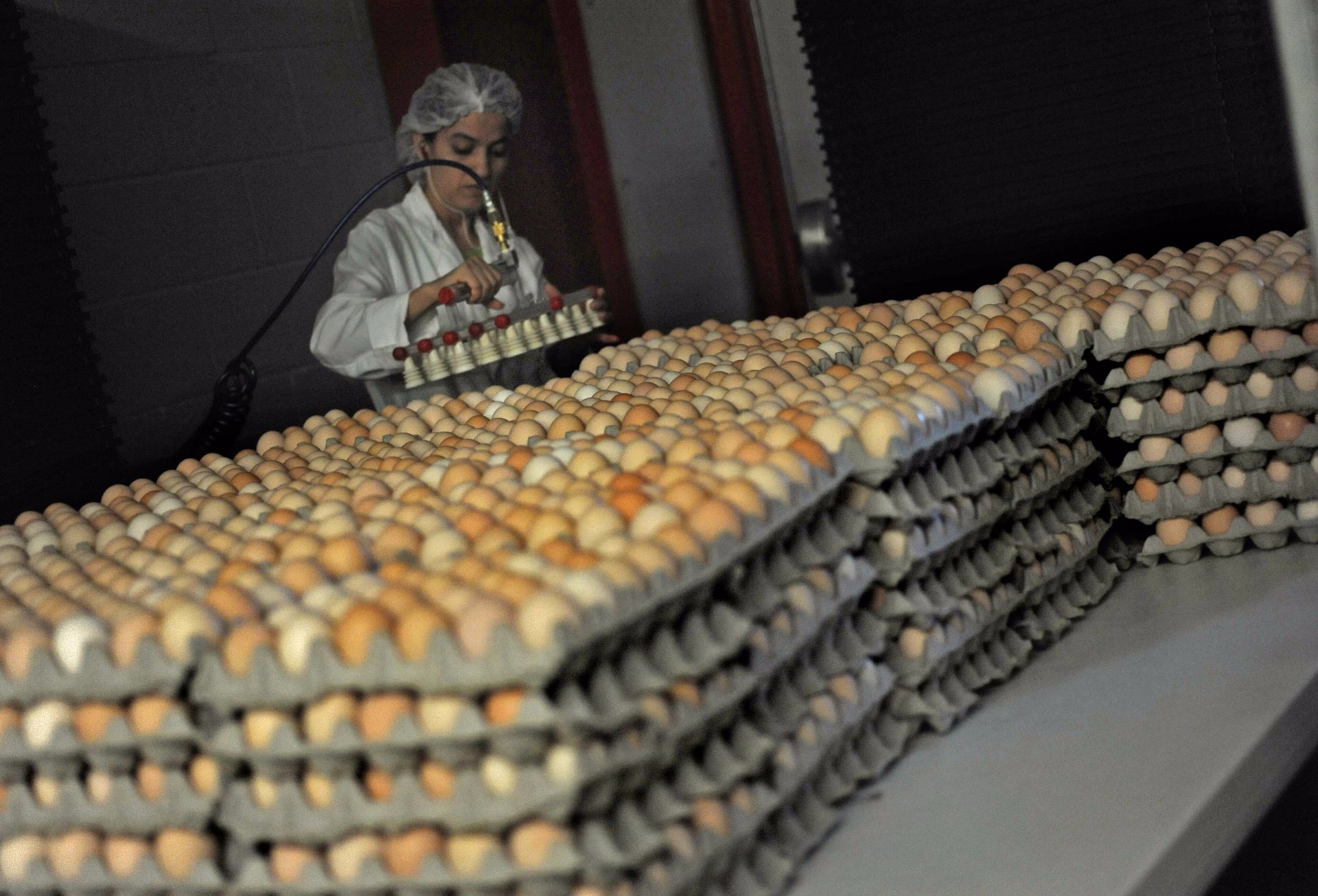 Eggs are transferred from these trays to crates and sent to incubation 