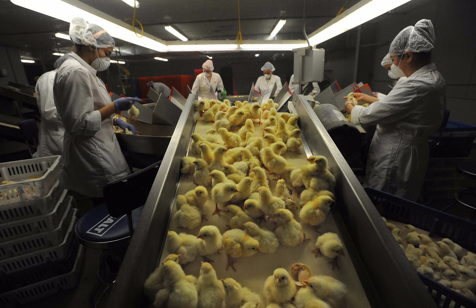 After being separated from their shells, new born chicks are sent to be sorted by sex and overall quality. The sex is indicated in the wing. 