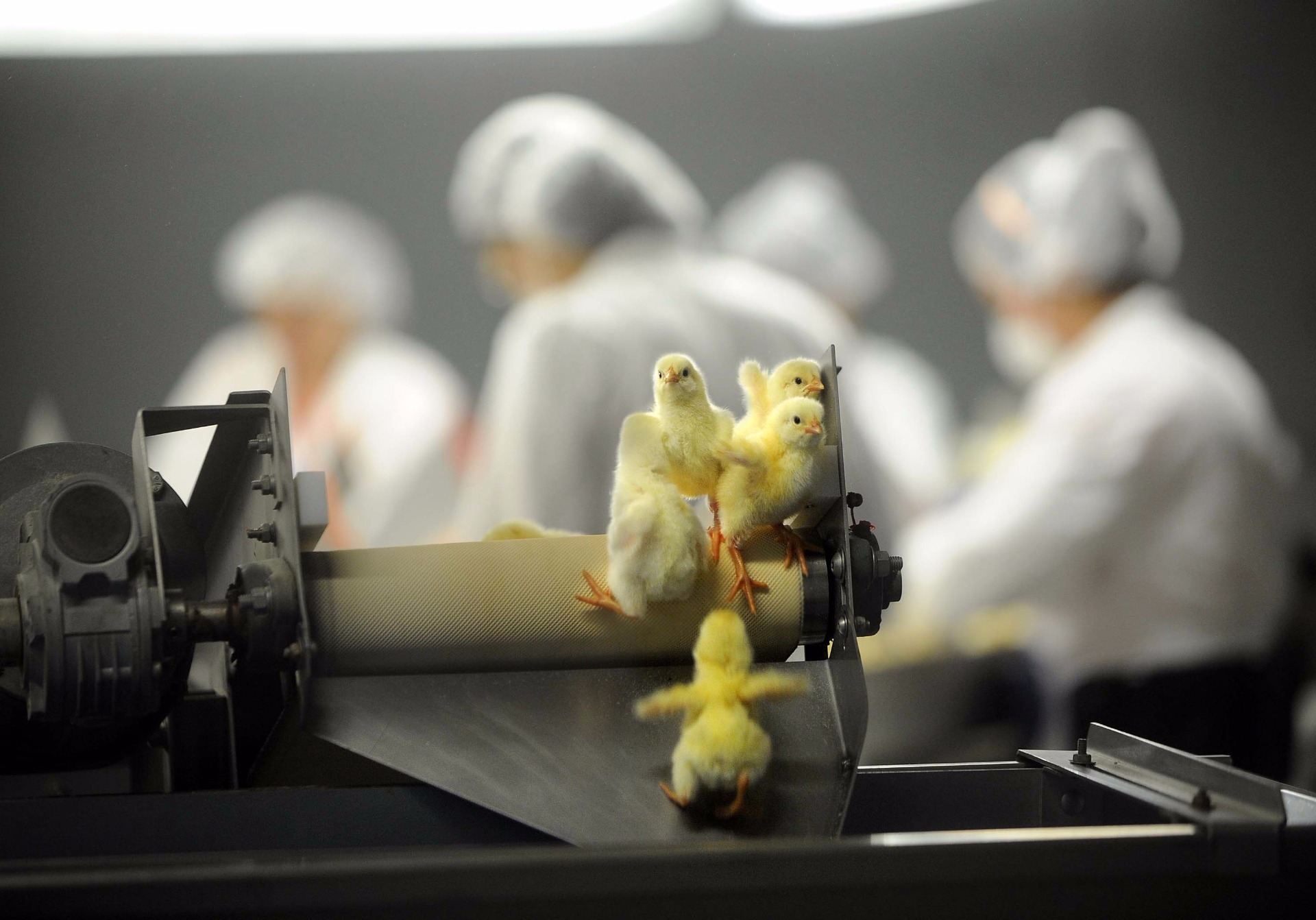 After being inspected for health and sorted by sex, chicks are sent down a conveyer belt and loaded into crates. 